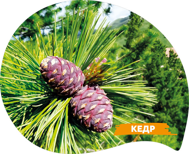 ������ ��������������� ���������� ����� � ��������� ����� 